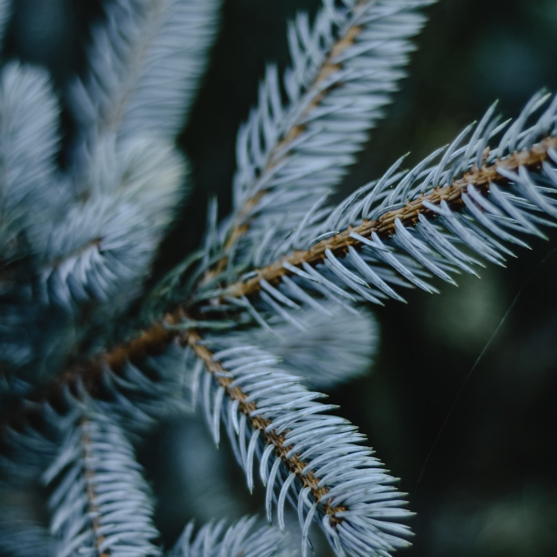 blue spruce