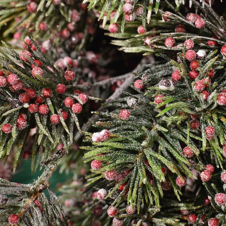 frosted juniper