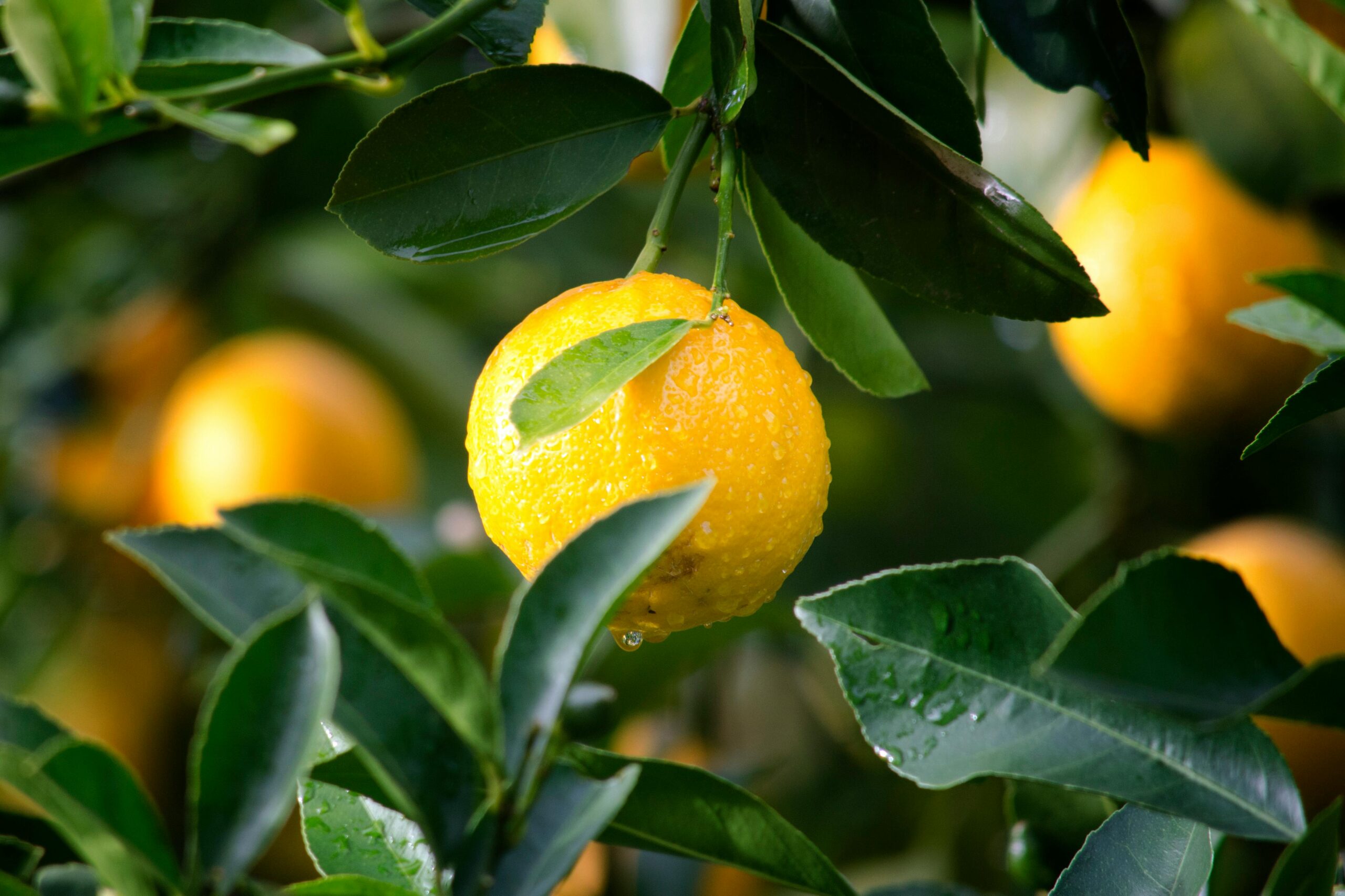 Close-up of a ripe lemon with dewdrops surrounded by green leaves, symbolizing freshness and vitality.